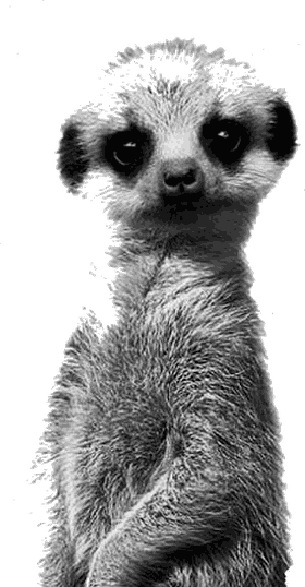 Meerkat illustration