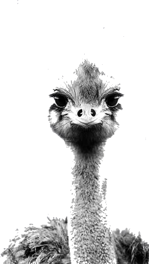 Ostrich illustration